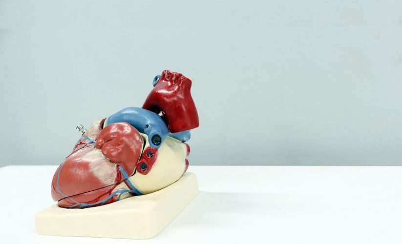 a model of a human heart on a white surface